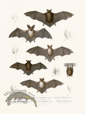 Bats of the World 04